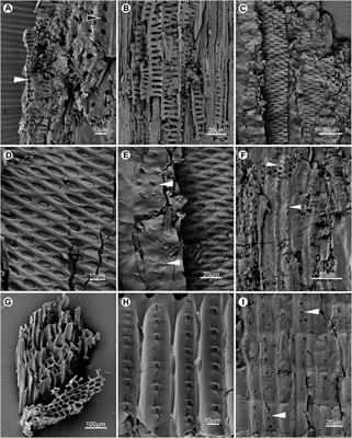 Intensive Wildfire Associated With Volcanism Promoted the Vegetation Changeover in Southwest China During the Permian−Triassic Transition